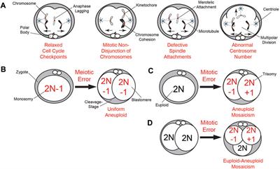 Insights into embryonic chromosomal instability: mechanisms of DNA elimination during mammalian preimplantation development